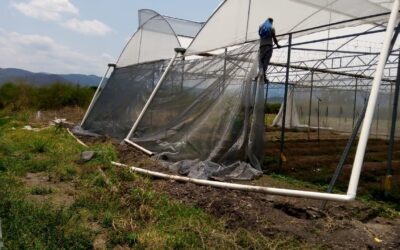 NPH Mexico: Food Production Recovers from Storm Damage